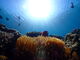 �s���N�p���T�[����̃_�C�r���O�V���b�vTI.OCEAN�ւ̓��e�ʐ^4