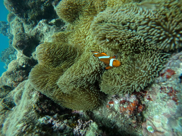 �j��_DIVE IN CHATAN