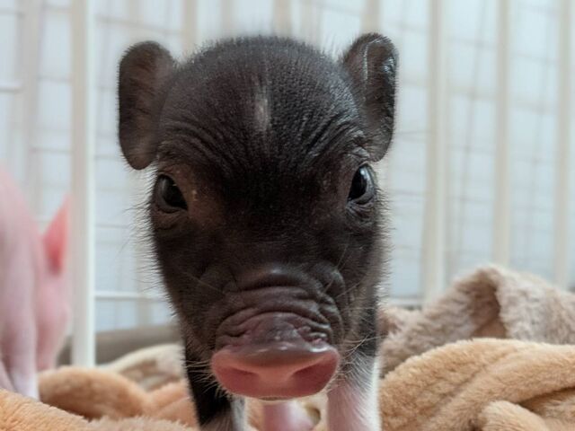 ���������Îs�̃}�C�N���u�^�J�t�F_Piglets cafe