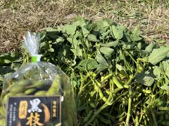 �悵���_���̎ʐ^1