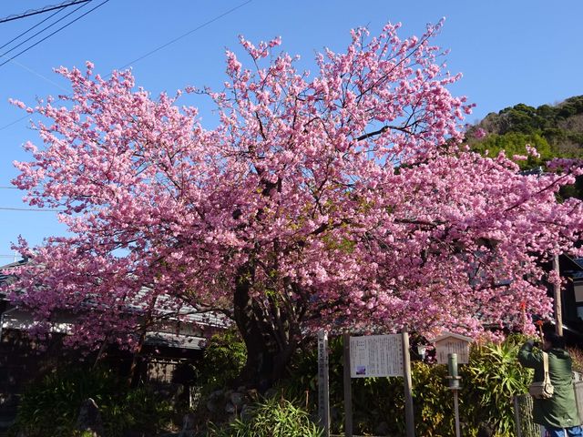 早咲きで有名な「河津桜」の原木です。この原木から全国へ広まりました。_河津町観光協会