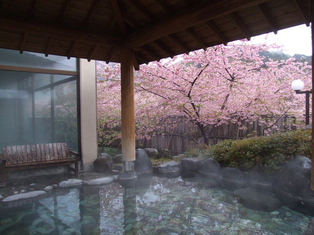 河津桜まつり期間には、「お花見弁当と温泉入浴」のプランがおすすめです。_河津町観光協会