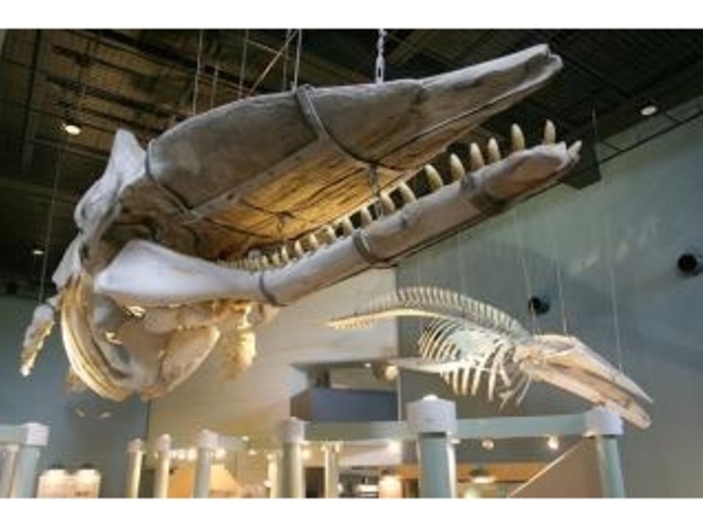 �~�ƊC�̉Ȋw�فE�ٓ��i��БO�j_�~�ƊC�̉Ȋw��