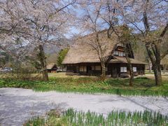 春は旧中野長治郎家（お休み処）隣の池を散った桜花が覆いつくします_野外博物館 合掌造り民家園