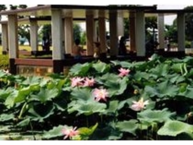 平池公園