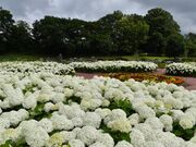 ���������̎ʐ^1