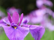 �������������̐X�̎ʐ^2