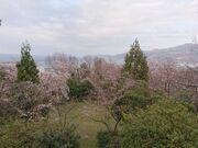 �P���R�����̎ʐ^1