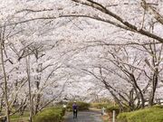 ���{���߂򒹕��y�L�̋u�̎ʐ^3