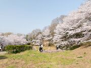 ���{���߂򒹕��y�L�̋u�̎ʐ^4