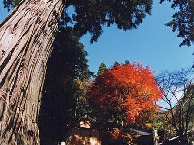 �����_�Б吙�̎ʐ^1