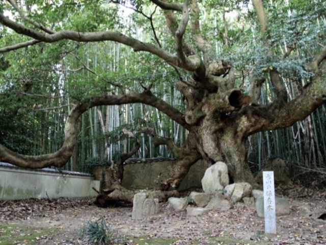 �������̃^�u�m�L�̎ʐ^1