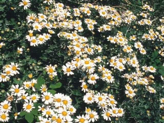 �A�V�Y���m�W�M�N�̎ʐ^1