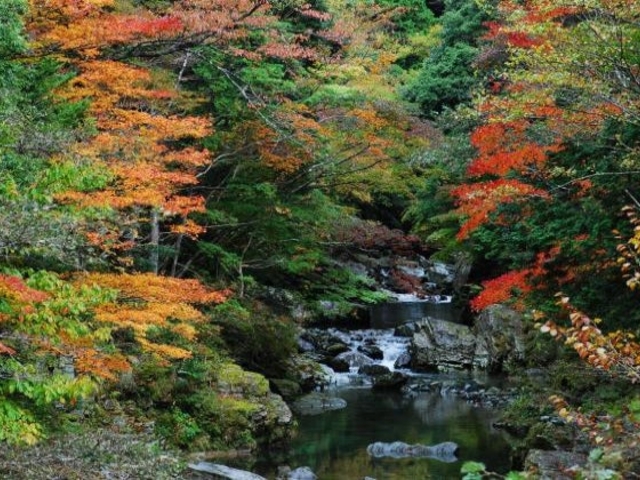 �����J�k�J�̎ʐ^1