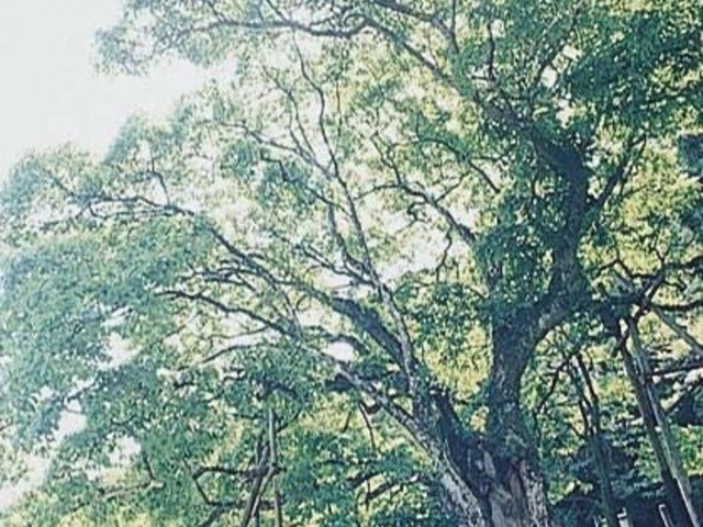 �q���n�`�V���̖؂̎ʐ^1