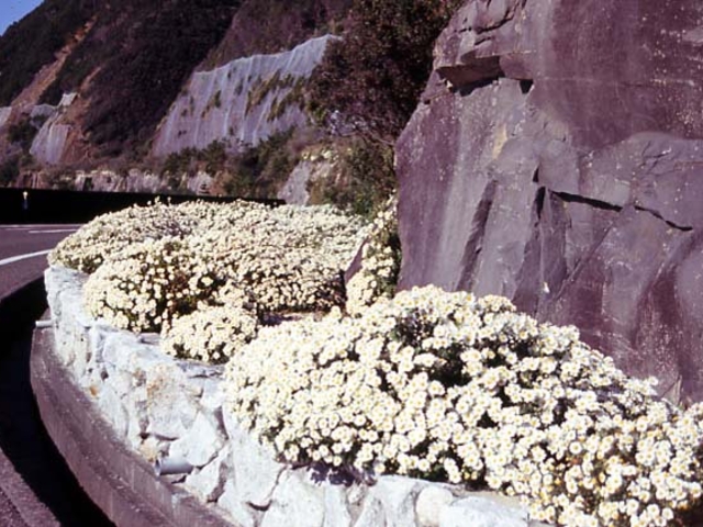 ��H�e�̎ʐ^1