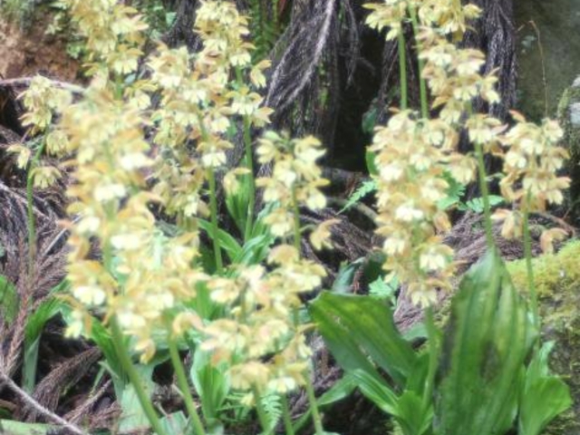 �G�r�l�����̎ʐ^1