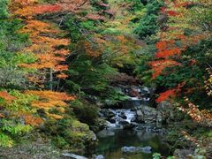 �����J�k�J�̎ʐ^1