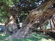 �󐶉@�̃V���p�N�̎ʐ^2