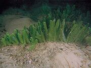 �N���L�d�^�̎ʐ^1