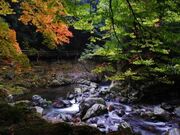 �����J�k�J�̎ʐ^2