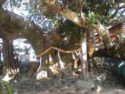 �A�R�E�̎��̎ʐ^1