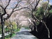 �m��R�_�Ђ̍��̎ʐ^1