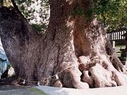 ���숢�h�_�Ђ̑叾�̎ʐ^1