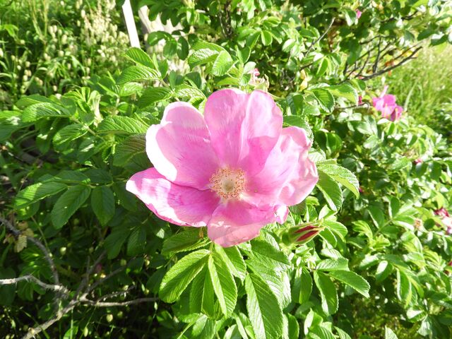 �n�}�i�X�Q���̎ʐ^1