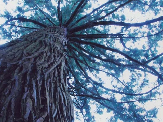 ���J�̑吙�̎ʐ^1