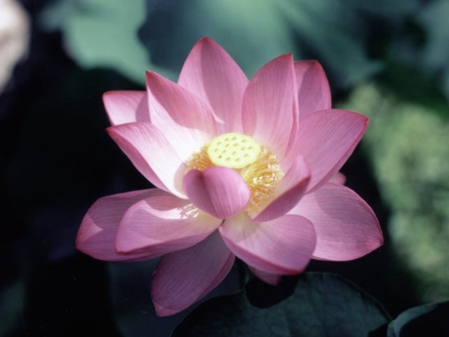 �蕟���̑��@�̎ʐ^1