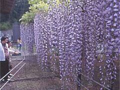 �������̘Z�ړ��̎ʐ^1