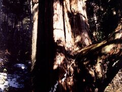 ���̌F��_�Б吙�̎ʐ^1