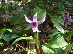 カタクリの花の写真1