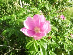 ハマナス群落の写真1