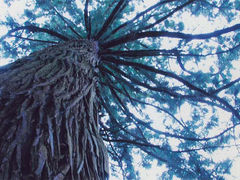 成谷の大杉の写真1