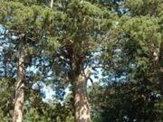 �V�R�_�Ђ̉W���̎ʐ^1