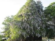 �[�R�_�Ђ̑�ЁE�員�̎ʐ^2