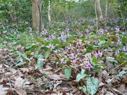 �J�^�N���̉Ԃ̎ʐ^2