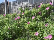 �n�}�i�X�Q���̎ʐ^2