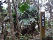 �r���E�Q���̎ʐ^1