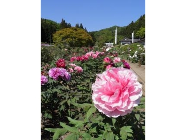 牡丹ページです♡ 金蛇水神社の牡丹】アクセス・営業時間・料金情報 - じゃらんnet