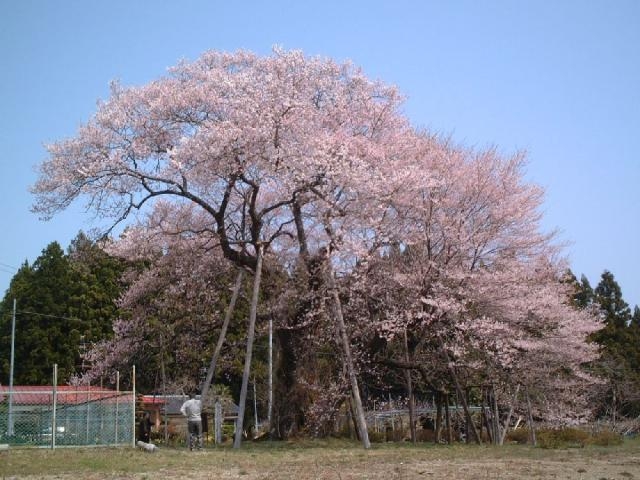 椎木の種蒔き桜 アクセス 営業時間 料金情報 じゃらんnet