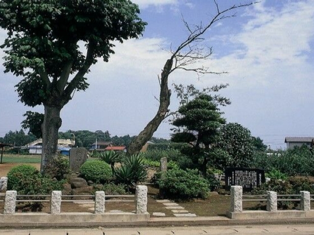 �x�m���̔n��̎ʐ^1