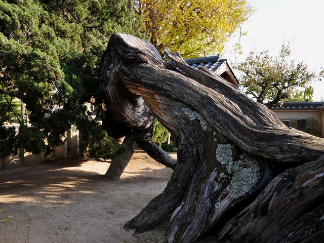 �䎛�̃C�u�L�r���N�V���̎ʐ^1