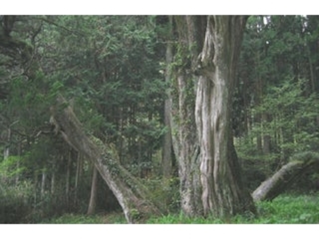 �@�򎛂̃V���p�N�̎ʐ^1