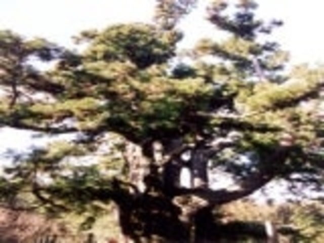 ����̑�X�M�̎ʐ^1