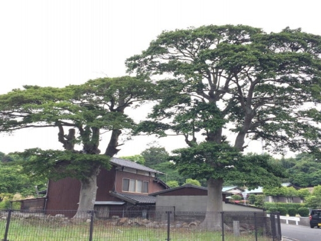 �ς̎��Y�N���K�l���`�̎ʐ^1