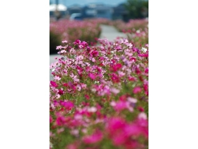 �v���Ďs�̃R�X���X�X��