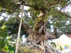 �̖����̃V�C�m�L�̎ʐ^1